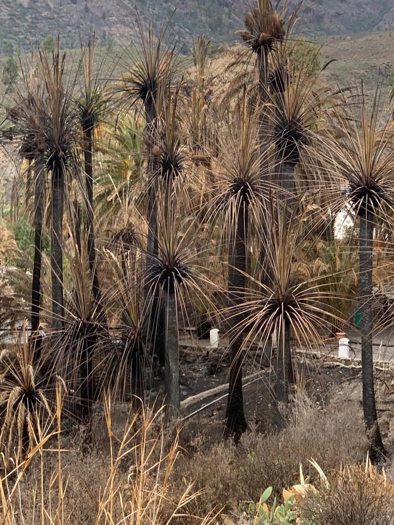 MOGÁN: En marcha una iniciativa para recuperar el Palmeral quemado en la Finca Molino del Agua