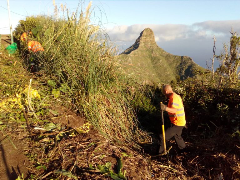 TENERIFE: El Cabildo retiró en marzo 38 toneladas de residuos vegetales de especies exóticas invasoras