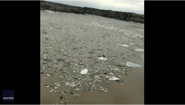 El dramático video de un alce a la deriva atrapado en un pedazo de hielo