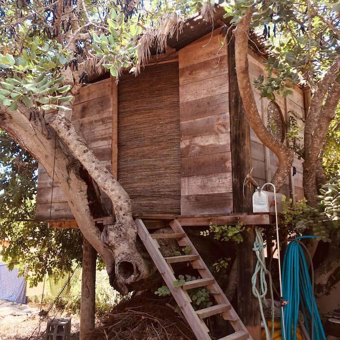 Alquilan una casa en Ibiza por 99€/noche que está ¡en un árbol!