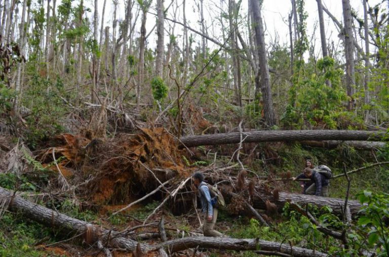 El cambio climático cambiará bosques tropicales por los huracanes atlánticos