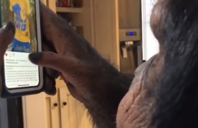 Un chimpancé se viraliza por su asombroso uso de Instagram