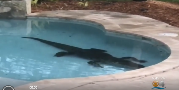 Una pareja encuentra un cocodrilo de casi tres metros a remojo en su piscina