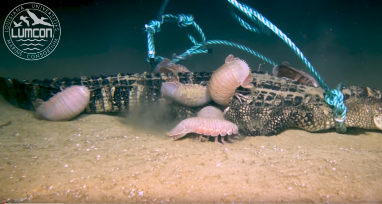 Un grupo de extrañas criaturas devora un cocodrilo en el fondo del mar