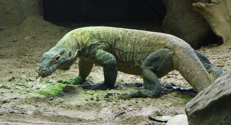 La isla de Komodo cerrará sus puertas porque los visitantes roban los dragones