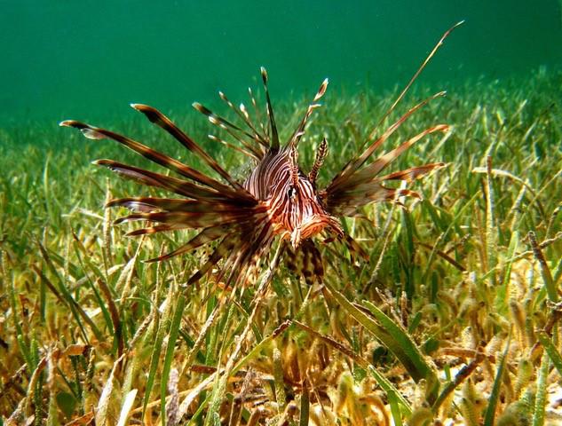 Sólo se conoce el impacto ecológico del 6% de las especies exóticas marinas