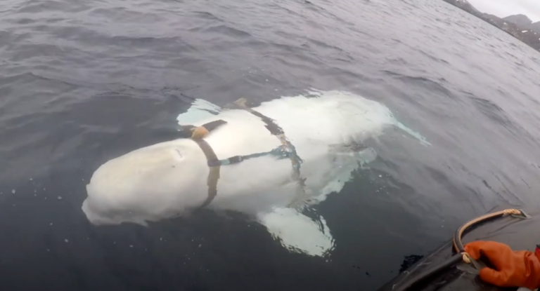 Unos pescadores encuentran una ballena domesticada portando un extraño arnés militar que podría ser un espía ruso