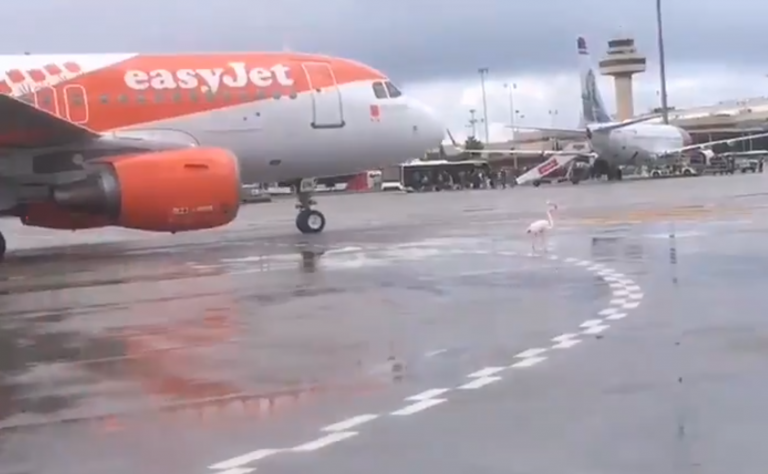 Un flamenco provoca el retraso de un avión en el Aeropuerto de Palma de Mallorca