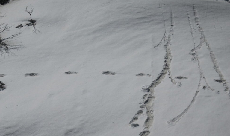 ¿Evidencias del Yeti?: el ejército indio reabre el debate con unas curiosas fotos de unas huellas gigantescas