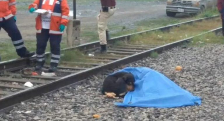 Las conmovedoras imágenes de un perro que se queda junto al cadáver de su dueño en las vías del tren