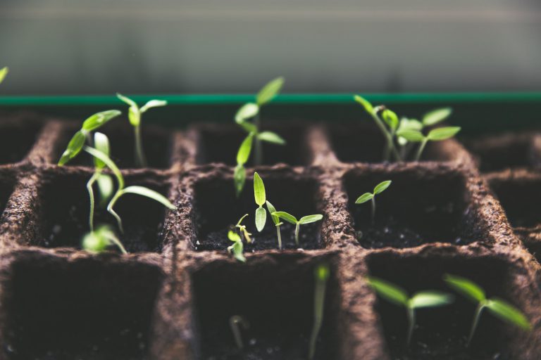 Hierbas naturales: las nuevas favoritas para gozar de una buena salud