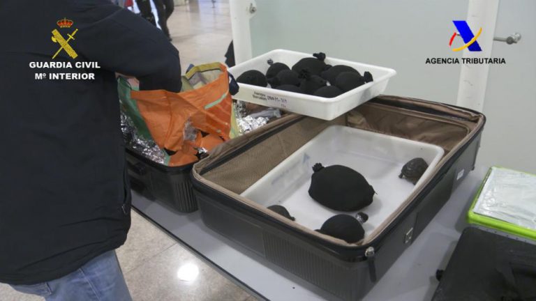 Localizan 76 tortugas vivas en un equipaje en el Aeropuerto del Prat de Barcelona