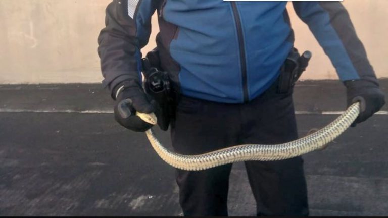 La Policía Municipal atrapa una serpiente venenosa en un garaje Madrid