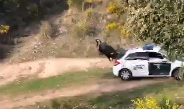 Un toro bravo se escapa de una finca en Madrid y embiste a varios coches de la Guardia Civil