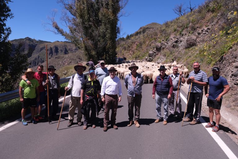 GRAN CANARIA: Las ovejas de ‘Pepe el de Pavón’ tiñen de blanco las cumbres grancanarias en su regreso a Guía para poner fin a la trashumancia de invierno