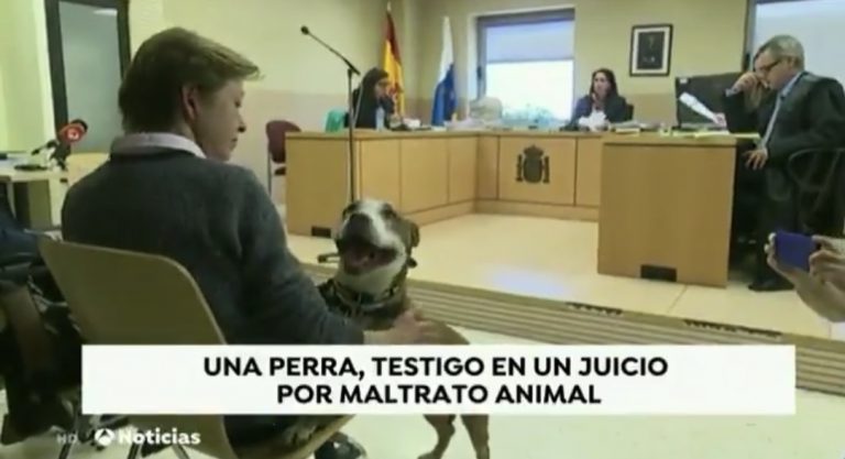 Una juez cita como testigo a una perra en Santa Cruz de Tenerife