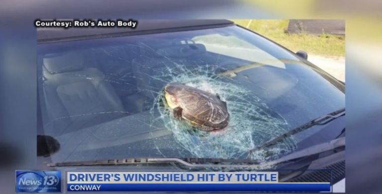 Una tortuga impacta contra la luna de un vehículo en plena autopista