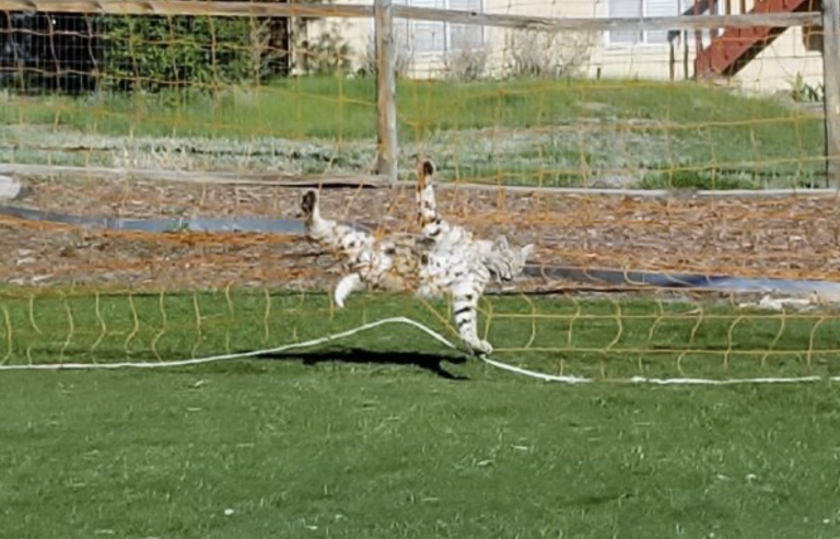 Encuentran un gato montés atrapado en las redes de una portería de fútbol