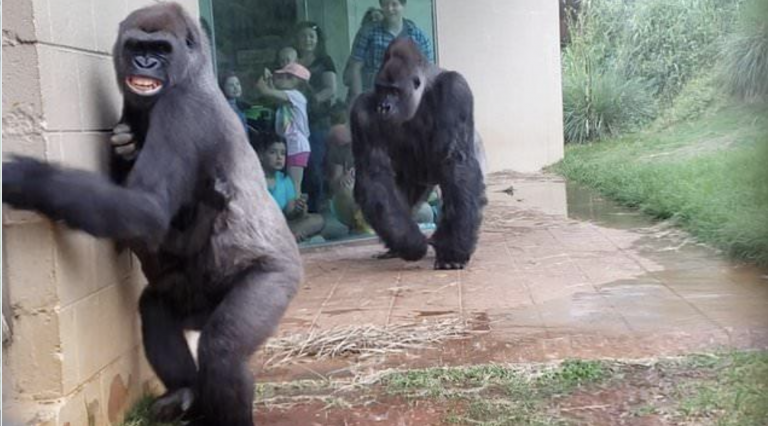 ‘Gorilas en la lluvia’: un grupo de primates se vuelve viral por su miedo a una tormenta