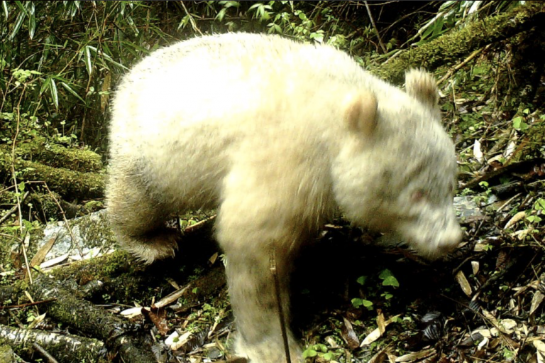 Graban por primera vez un oso panda albino viviendo el libertad