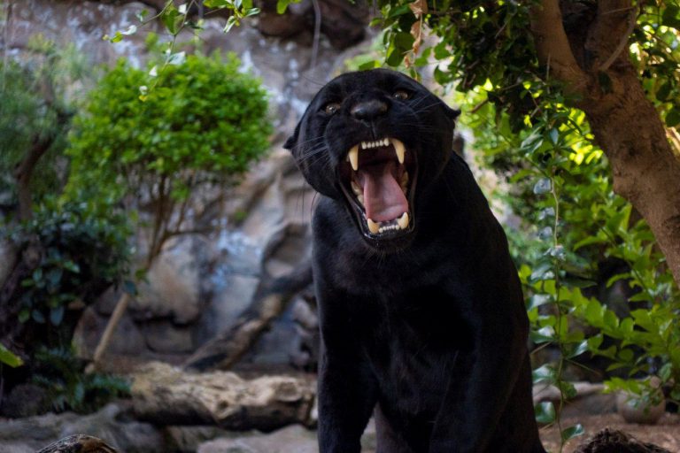 PTO. DE LA CRUZ: Loro Parque da la bienvenida a un nuevo jaguar