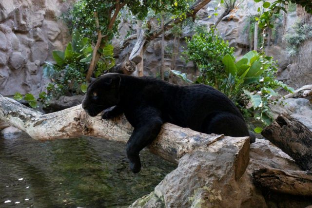 Loro Parque Da La Bienvenida A Un Nuevo Jaguar 3