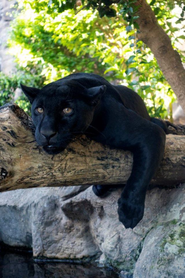 Loro Parque Da La Bienvenida A Un Nuevo Jaguar