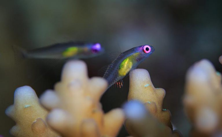 Los peces más pequeños del mar sostienen los arrecifes de coral