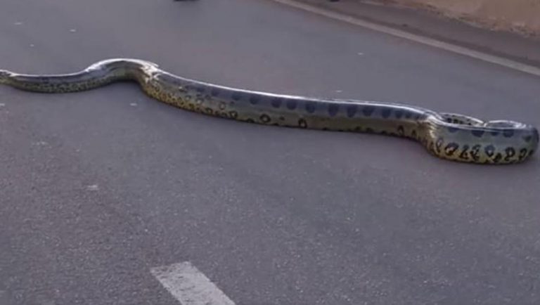 Detienen el tráfico en una carretera por el paso de una anaconda gigante