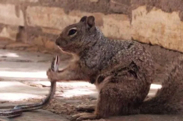 La encarnizada lucha entre una serpiente y una ardilla furiosa que termina como no esperabas