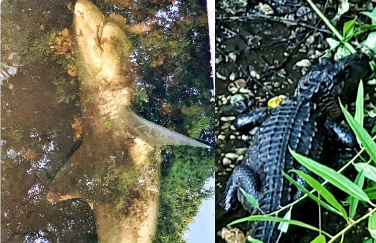 El arroyo del pánico: descubren un tiburón y un cocodrilo en el mismo pantano