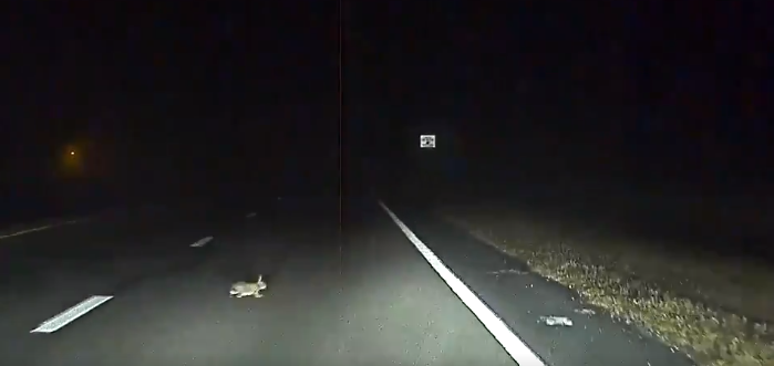 El ‘piloto automático’ de un coche salva la vida a un conejo que cruzó la carretera