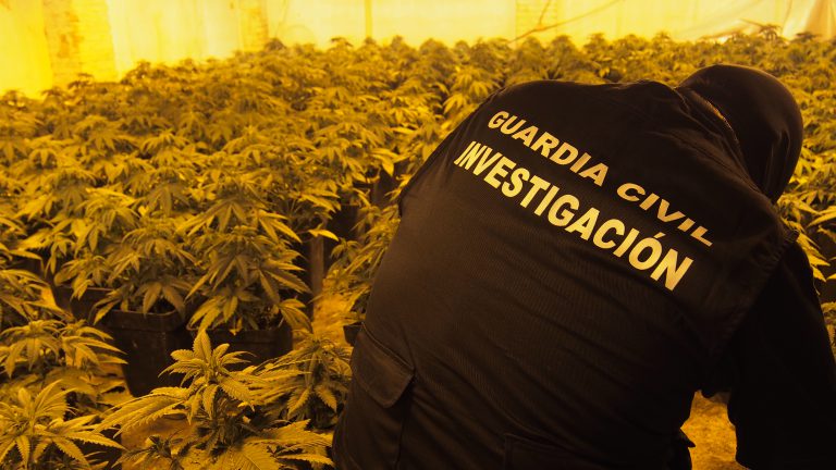 Decomisan casi 8.000 plantas de cannabis en la provincia de Granada en un mes