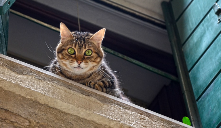 Condenado a pagar 1000 euros por dejar escapar a la gata de su exnovia en Valladolid