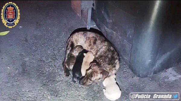 Investigan quién pudo arrojar a una perra y sus cachorros a un contenedor de Granada