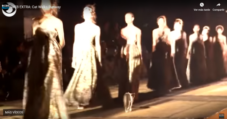 Un gato hace su aparición en un desfile de moda y orina sobre un vestido