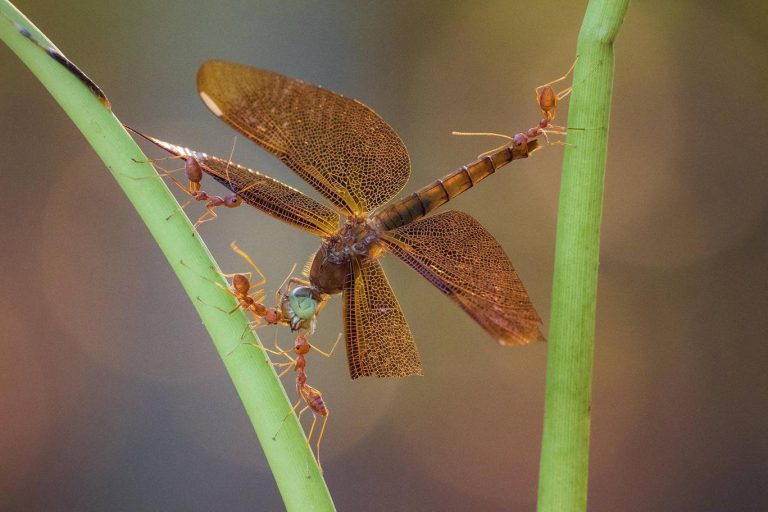 Estas son las impresionantes fotos ganadoras del Society of International Nature & Wildlife Awards