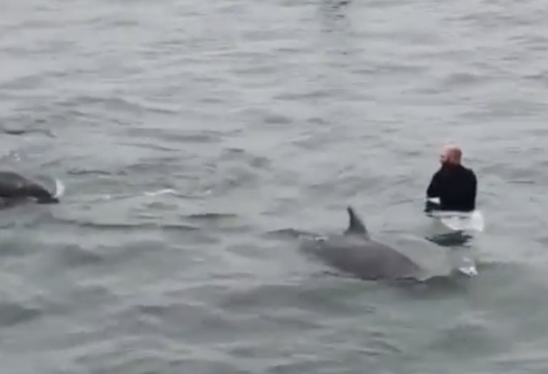 Un grupo de delfines irrumpe en plena clase de surf