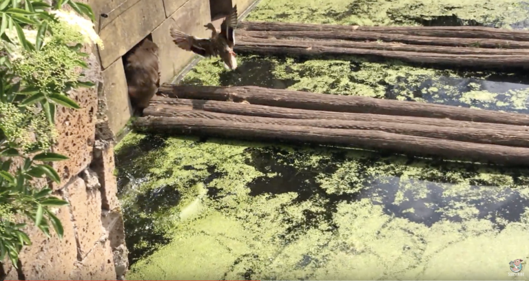 Un mono devora a un grupo de patos que nadaba en una charca de un zoo ante el asombro de los presentes