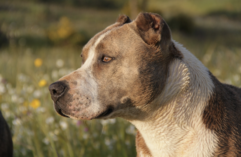 Un perro salva a una bebé de un incendio arrastrándola del pañal