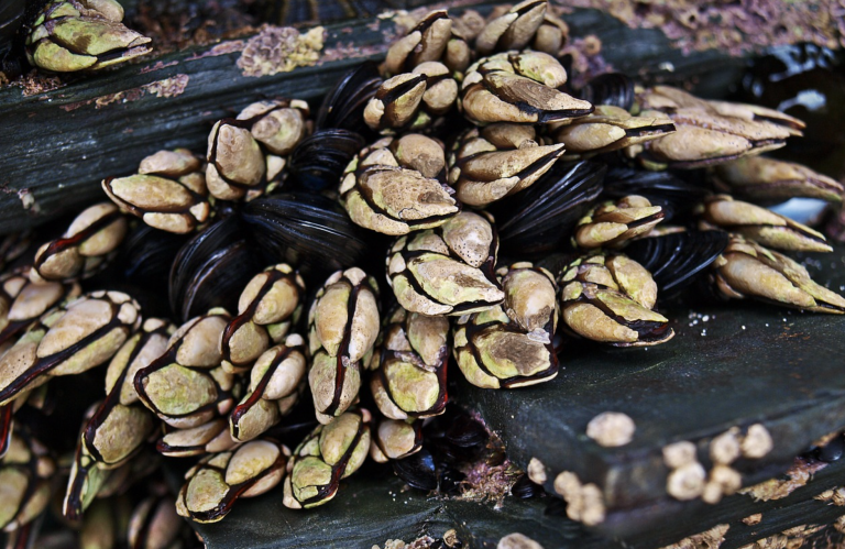 Detenido en Galicia por robar del mar 44 kilos de percebes con la ayuda de un torpedo