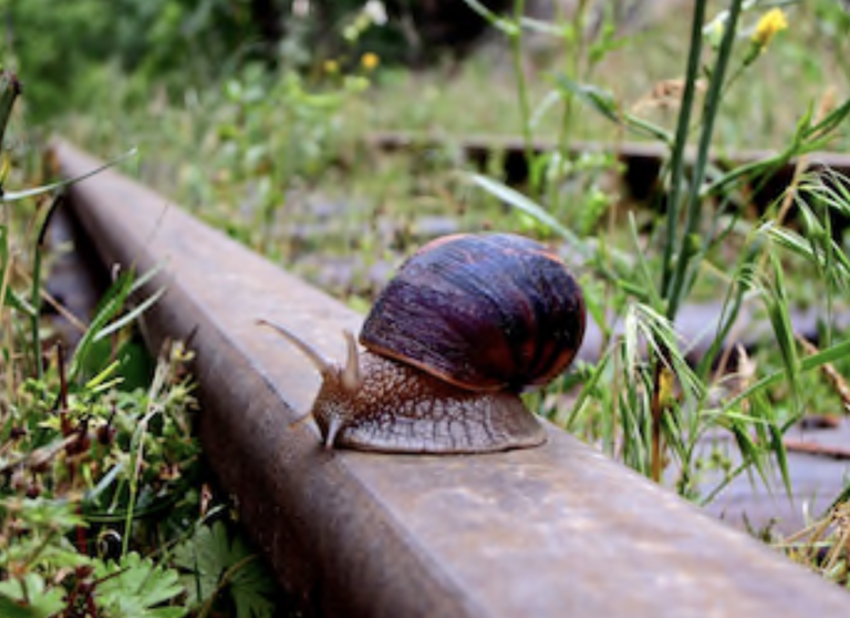 Un caracol paraliza la red de trenes de alta velocidad de Japón