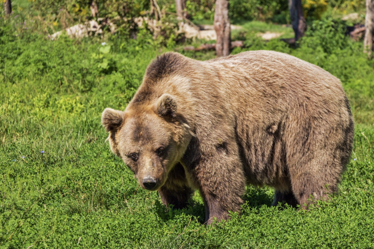 Un hombre sobrevive un mes atrapado en la cueva de un oso