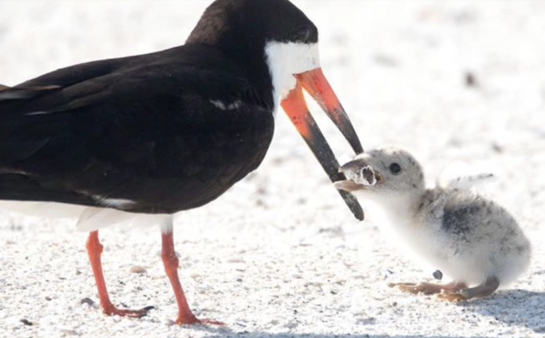 La imagen de un pájaro alimentando a su cría con una colilla de cigarrillo que ha conmovido Internet