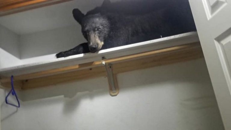 Un oso abre la puerta de una casa, cierra con pestillo, y se duerme una siesta en un armario