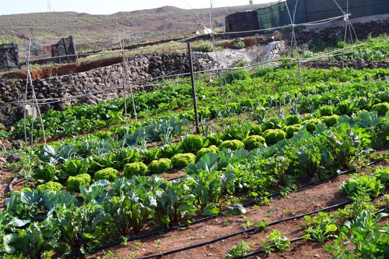 Abierta la octava convocatoria de la concesión de «Huertos Urbanos de la Villa de Agüímes»