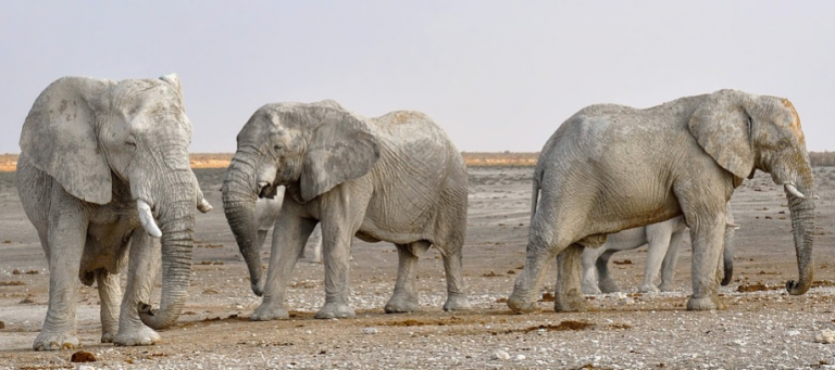 Namibia subasta sus animales salvajes por culpa de la sequía