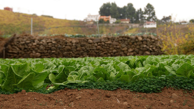 El Cabildo abre el plazo para conceder 200.000 euros a los agricultores para mejorar pequeñas explotaciones y adquirir maquinaria 