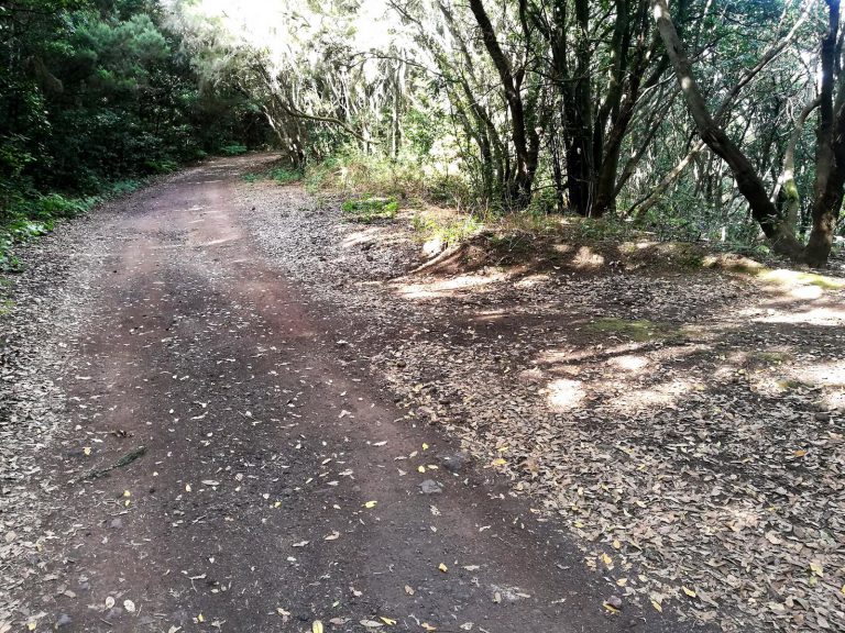 El Cabildo acondiciona la pista forestal de El Moquinal, en el Parque Rural de Anaga