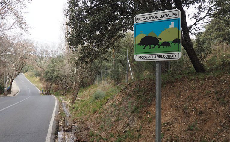 Una familia de jabalíes se pasea por el centro de Torrelodones (Madrid)